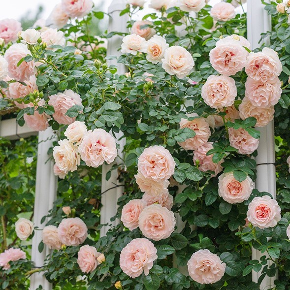 Роза флорибунда Джианкиушюи